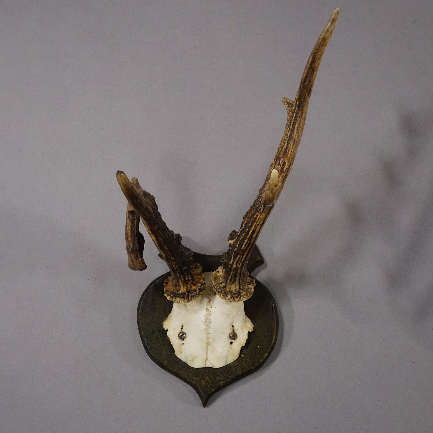 Abnorm Deer Trophy on Turned Plaque, Germany ca. 1930s

An antique abnorm red deer (Cervus elaphus) trophy from the Black Forest mounted on a wooden turned wall plaque, painted green. The trophy has unequal antlers and was shot in the 1930s.