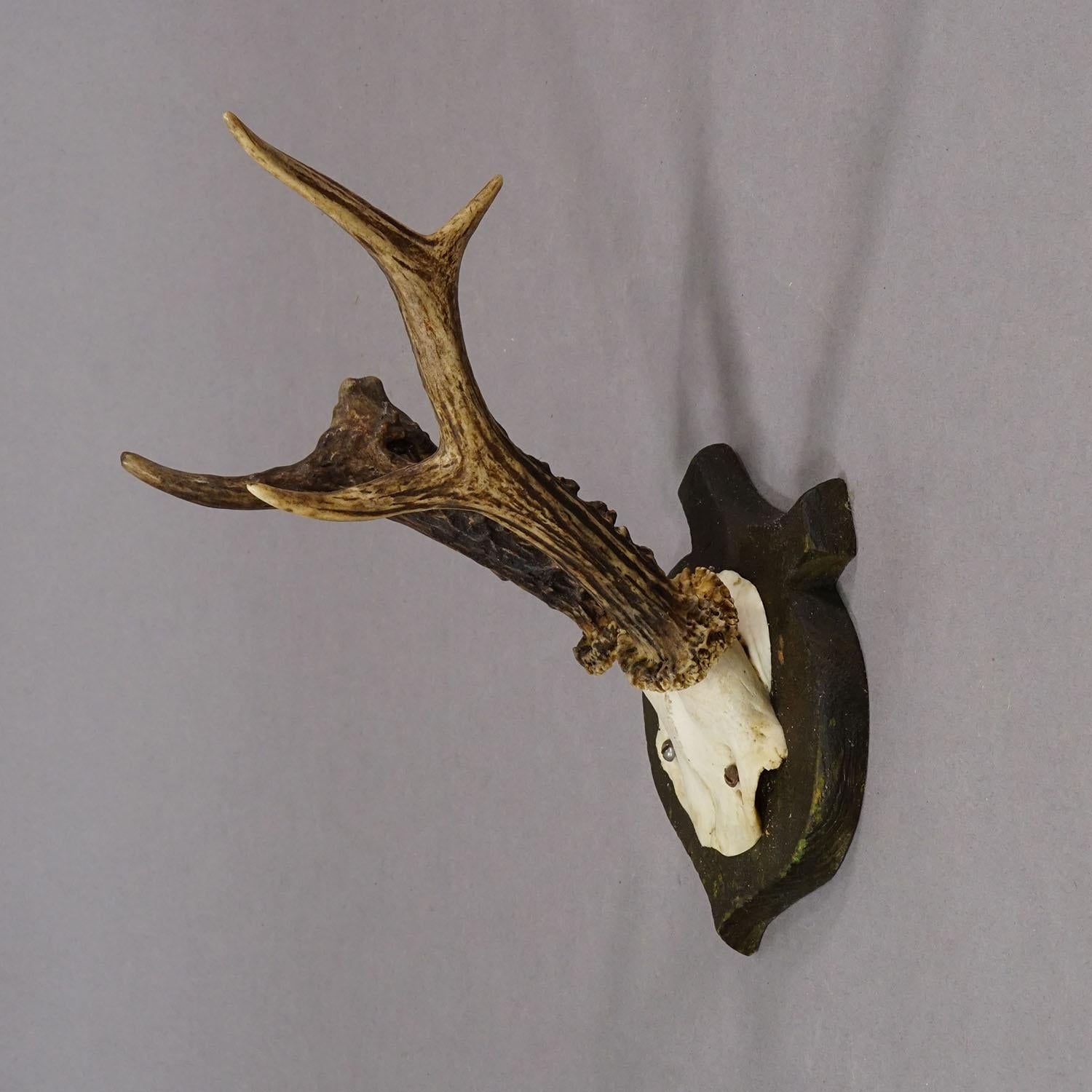 Black Forest Abnorm Deer Trophy on Turned Plaque, Germany ca. 1930s For Sale