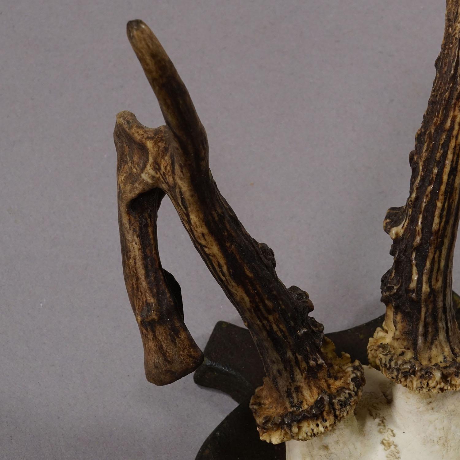 Antler Abnorm Deer Trophy on Turned Plaque, Germany ca. 1930s For Sale