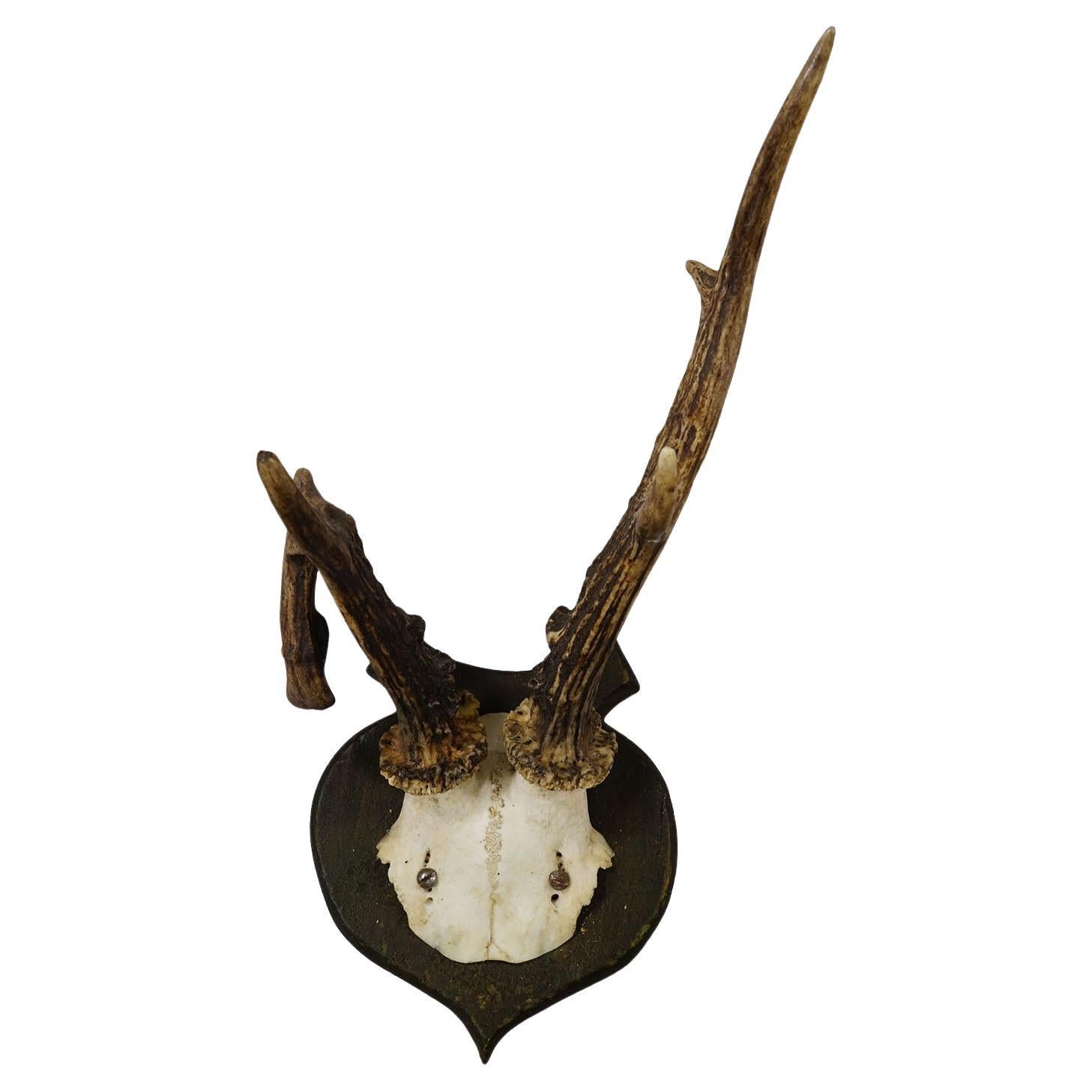 Abnorm Deer Trophy on Turned Plaque, Germany ca. 1930s