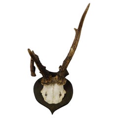 Abnorm Deer Trophy on Turned Plaque, Germany ca. 1930s
