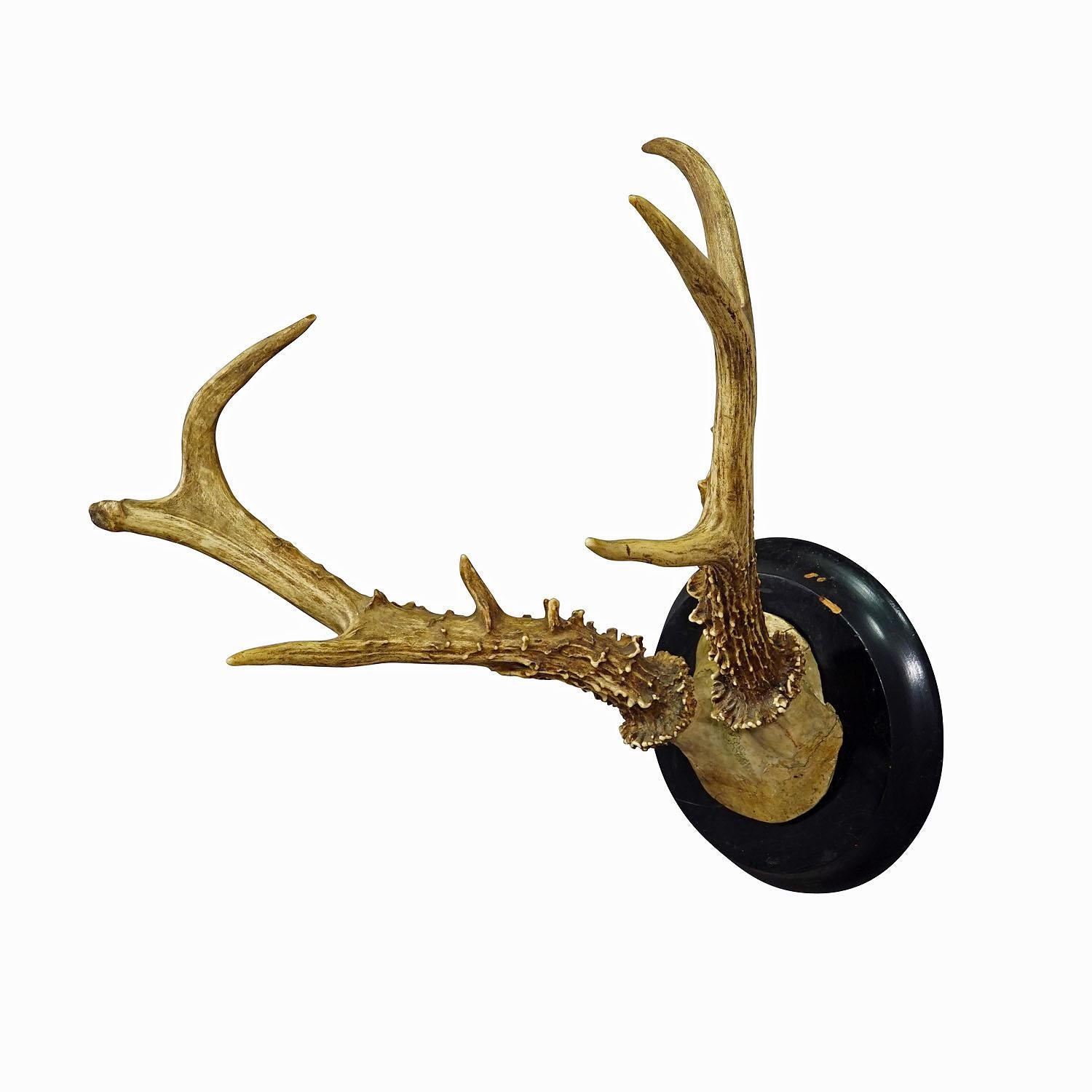 Abnorm Siberian Deer Trophy Mount on Wooden Plaque ca. 1900s
Item e6941
A large abnorm Siberian deer (Capreolus pygargus) trophy on a wooden turned plaque with black finish. The trophy was shot in the late 19th century. 

Trophies are mementos from