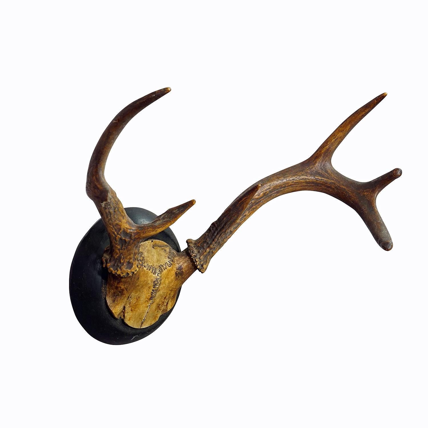 Enorme weiße Trophäenhalterung aus gemasertem Hirsch auf Holzplakette, ca. 1900er Jahre

Eine große abnorme Weißwedelhirschtrophäe (Odocoileus virginianus) auf einer Holzplatte mit schwarzem Finish. Die Trophäe wurde Ende des 19. Jahrhunderts