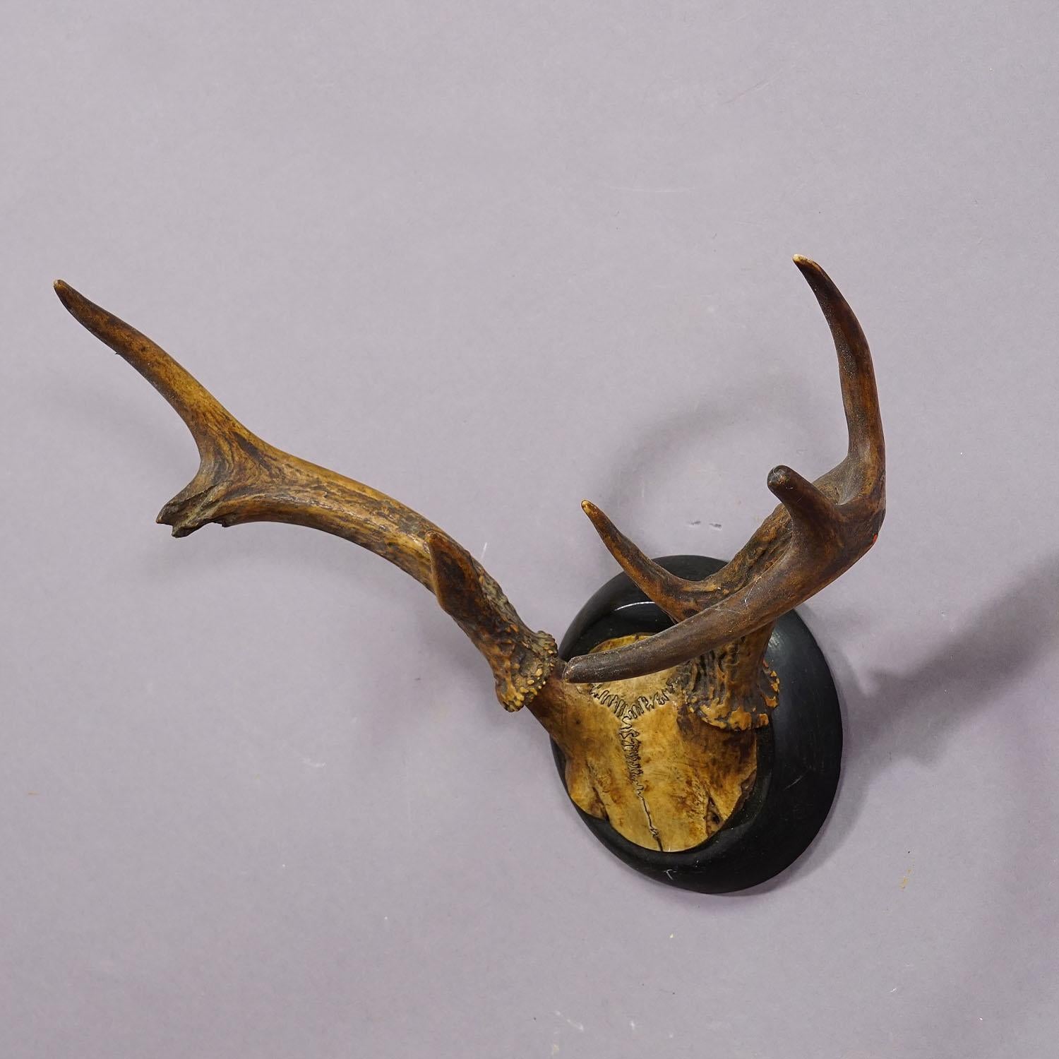 Black Forest Abnorm White Tailed Deer Trophy Mount on Wooden Plaque ca. 1900s For Sale