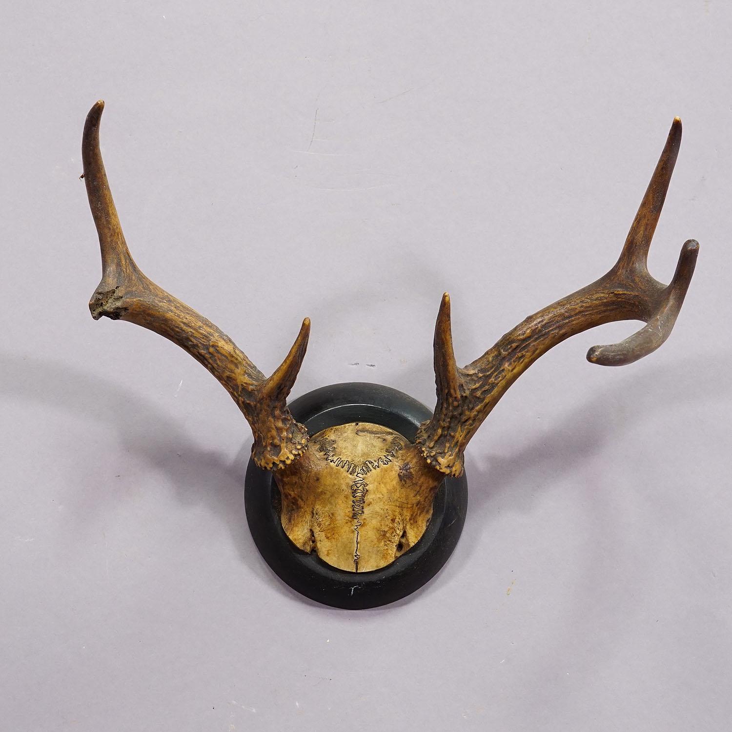 German Abnorm White Tailed Deer Trophy Mount on Wooden Plaque ca. 1900s For Sale