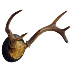 Used Abnorm White Tailed Deer Trophy Mount on Wooden Plaque ca. 1900s