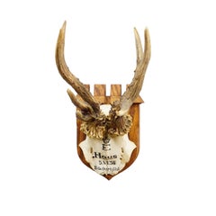 Trofeo de ciervo rojo anormal de Philipp Ernst, Príncipe de Thurn y Taxis, 1935