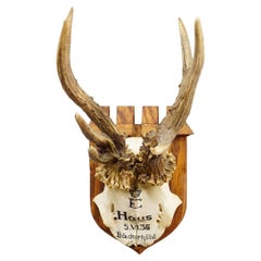 Trofeo de ciervo rojo anormal de Philipp Ernst, Príncipe de Thurn y Taxis, 1935