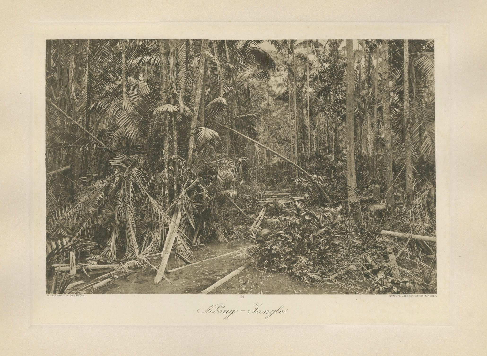 Aboeng Jungling, Sumatra - Fotogramma antico di C.C. Kleingrothe c.1900

Questa fotoincisione originale del famoso fotografo A.I.C. Kleingrothe cattura il paesaggio selvaggio e denso della giungla di Aboeng, sull'isola di Sumatra, intorno al 1900.