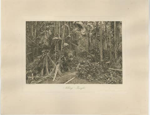Aboeng Jungle, Sumatra — Antique Photogravure by C.J. Kleingrothe c.1900
