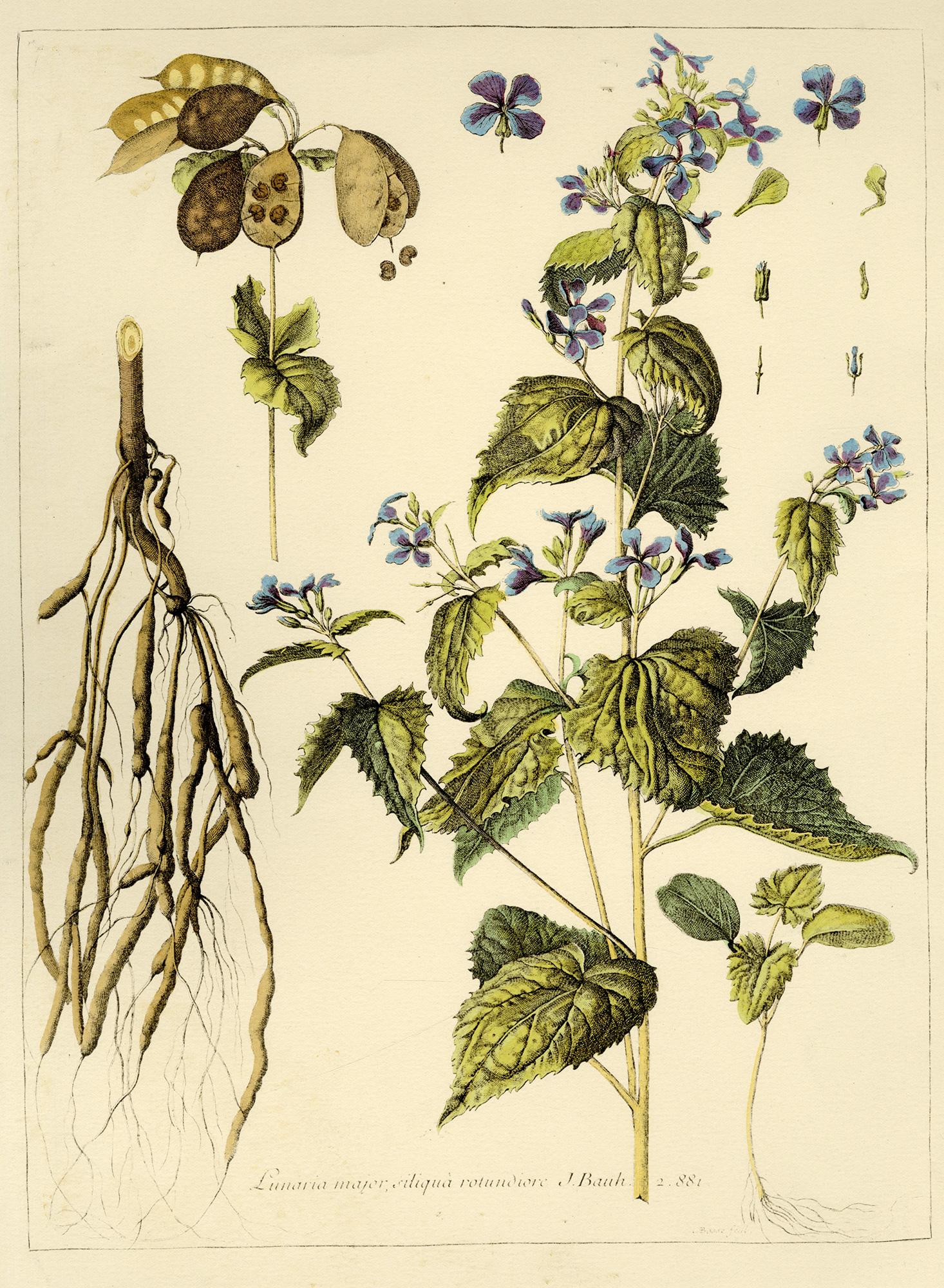 Group of seven (7) prints from Engravings of Plants + 1 Redouté - Print by Abraham Bosse