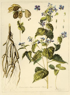 Gruppo di sette (7) stampe da Incisioni di piante + 1 Redouté