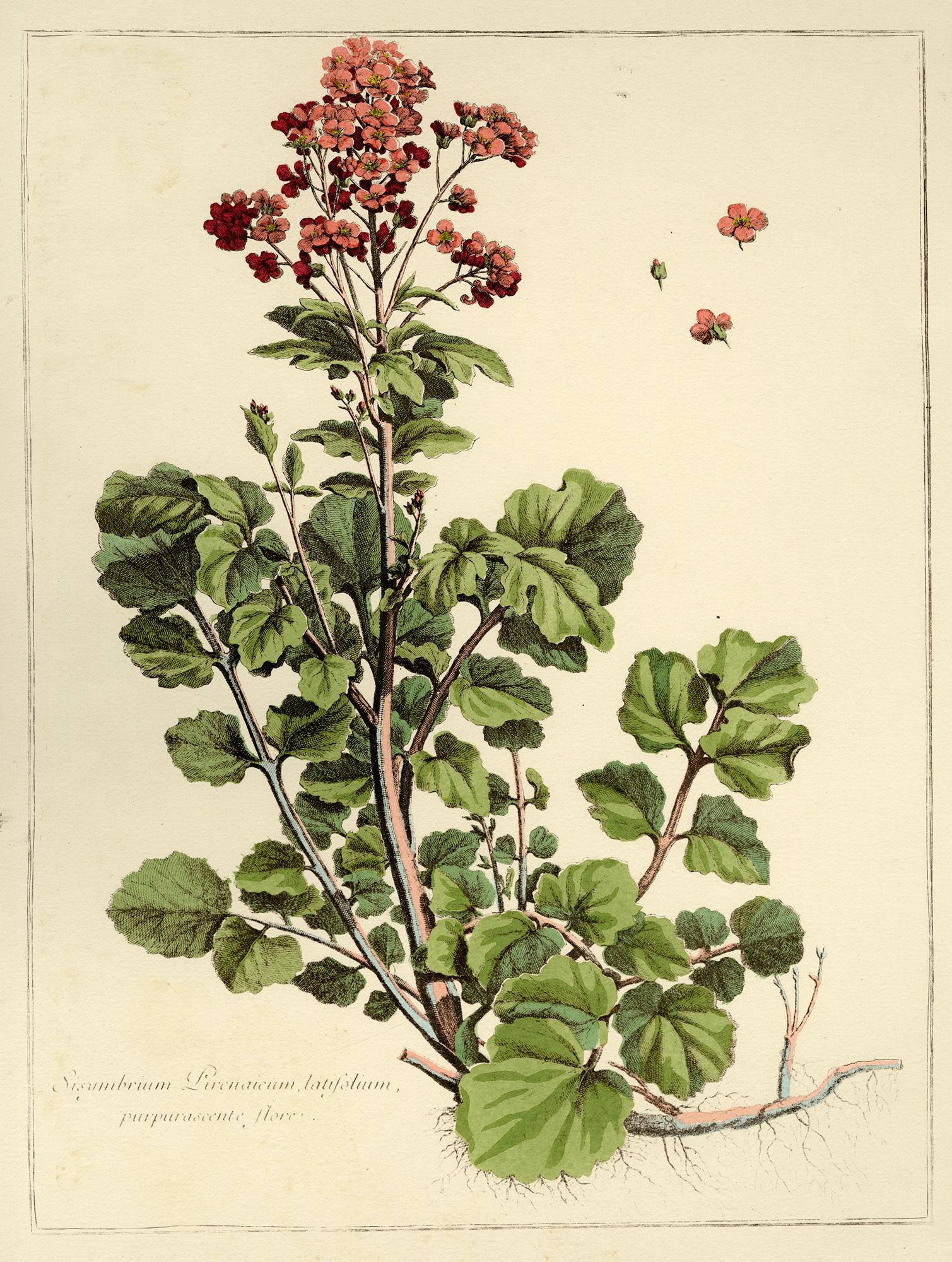 Group of seven (7) prints from Engravings of Plants + 1 Redouté - French School Print by Abraham Bosse