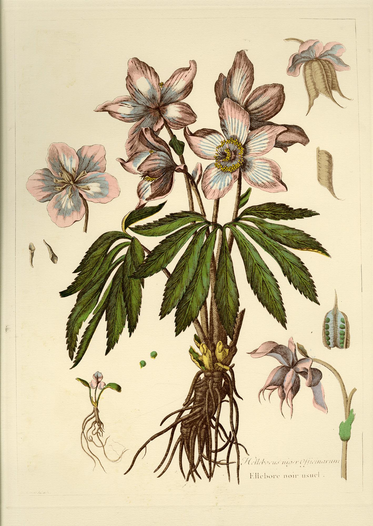 Group of seven (7) prints from Engravings of Plants + 1 Redouté - Beige Figurative Print by Abraham Bosse