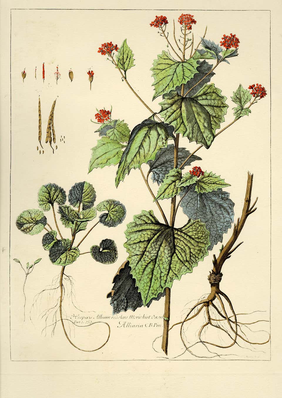 Group of seven (7) prints from Engravings of Plants + 1 Redouté