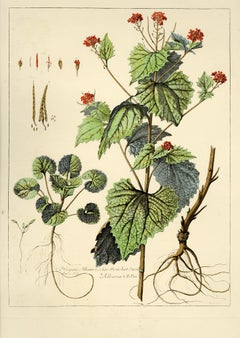Lithographie-Stilllebendrucke