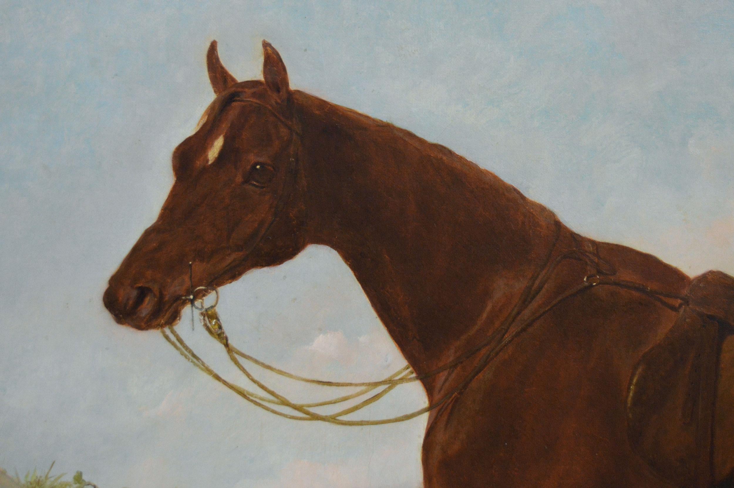 19th Century sporting horse portrait oil painting of a chestnut hunter - Brown Animal Painting by Abraham Cooper