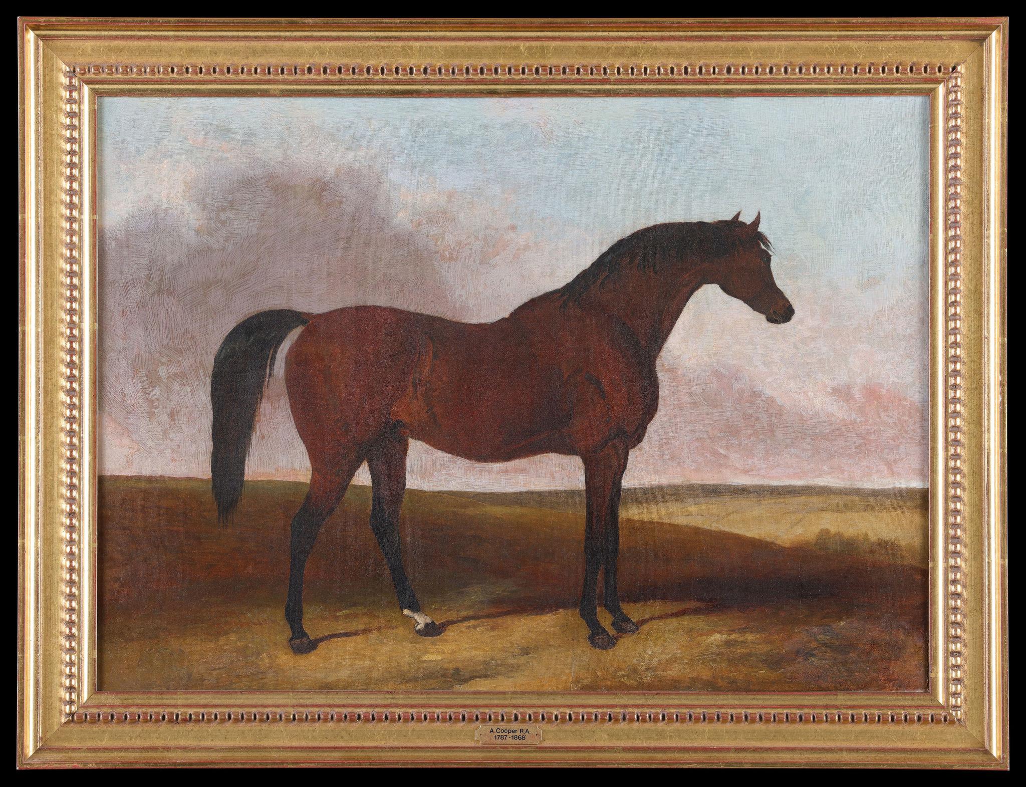 Ein Rennpferd. Antikes, gerahmtes Ölgemälde auf Leinwand aus dem 19. Jahrhundert von Abraham Cooper