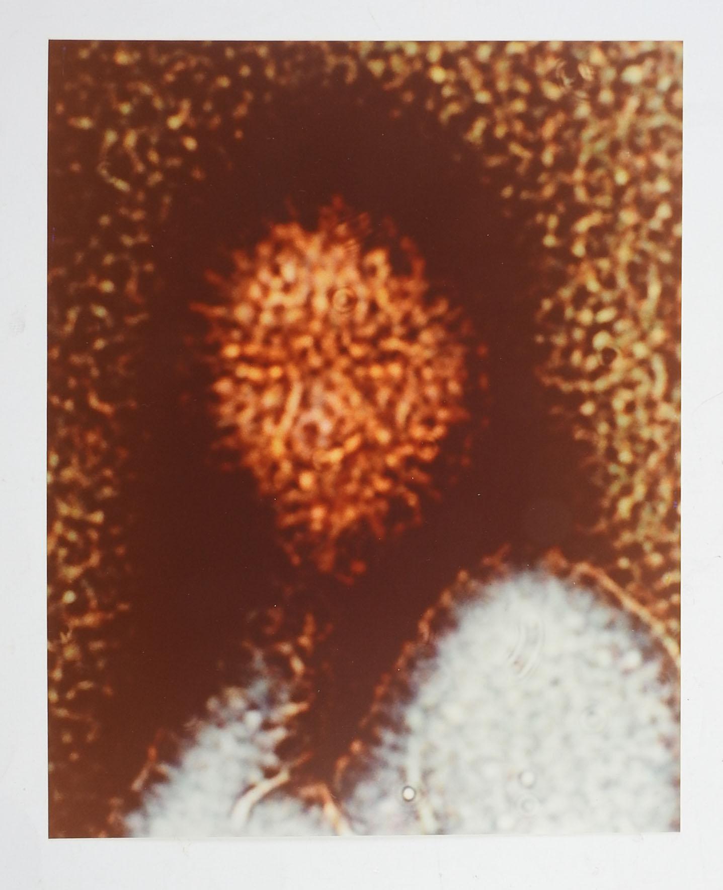 Modern Abstract Portrait Micrograph Photograph by Richard Bray For Sale