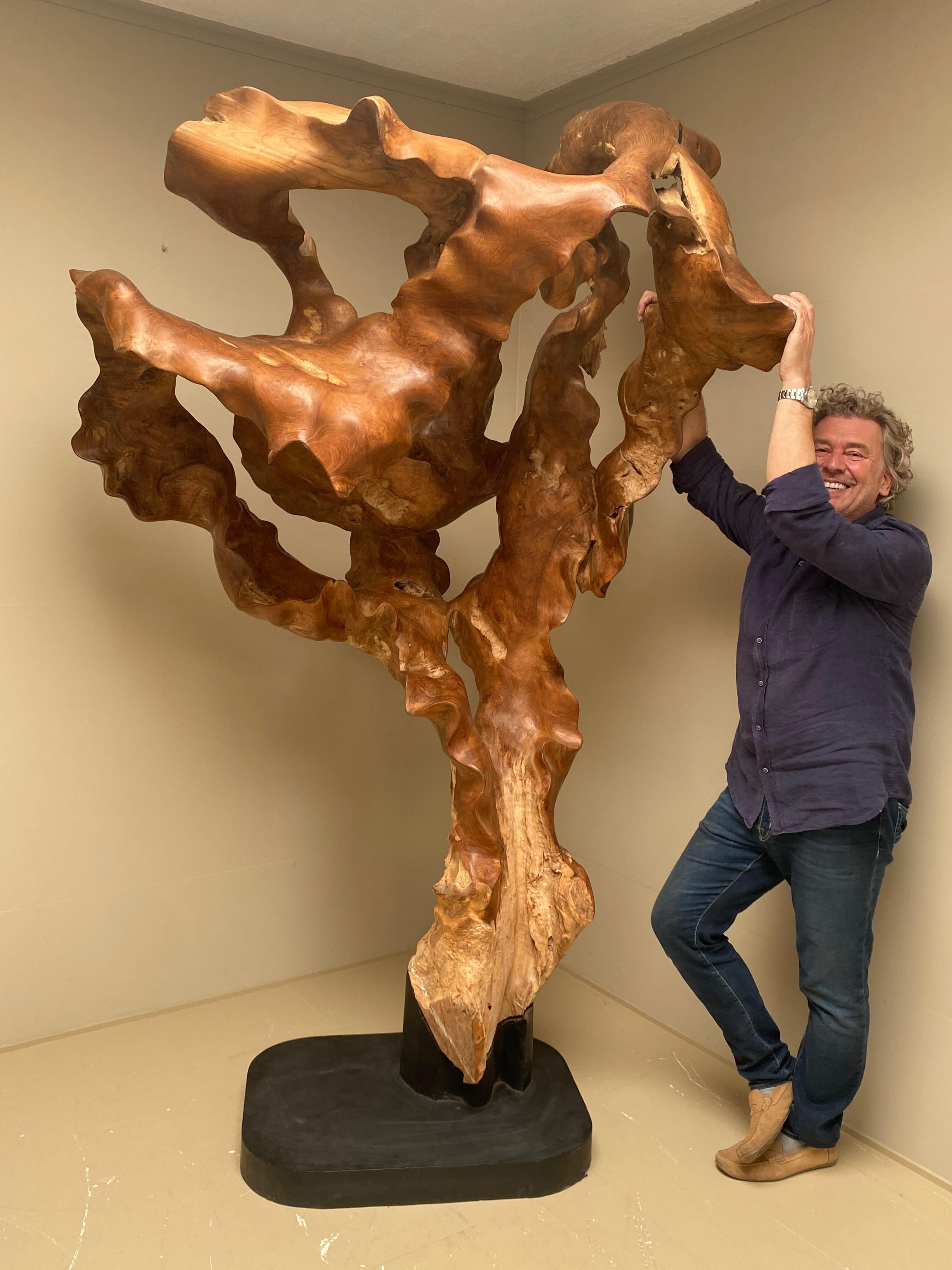 Big Scale Abstract Sculpture, Tree Root in Teak Wood.  7