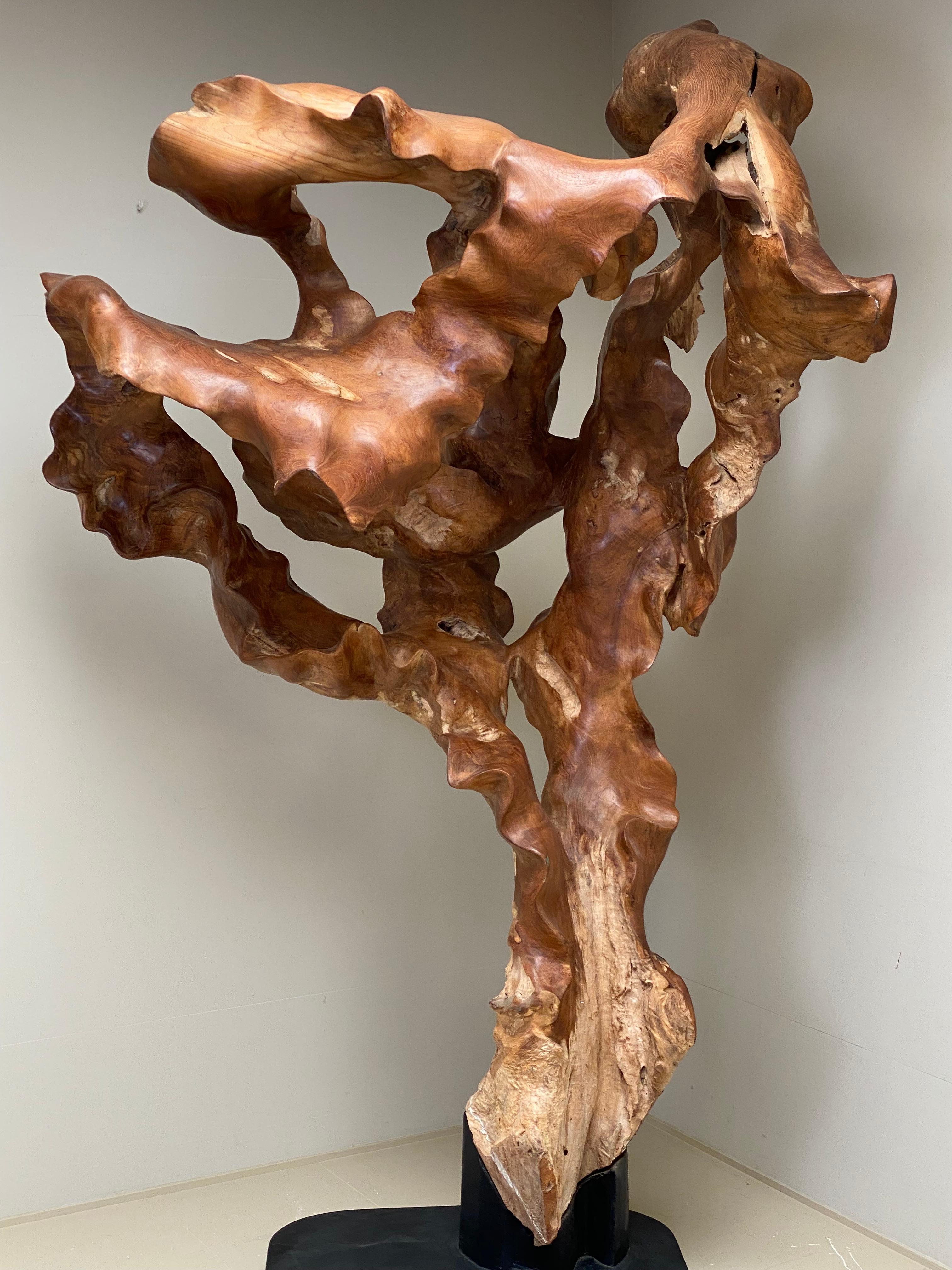 Big Scale Abstract Sculpture, Tree Root in Teak Wood.  9