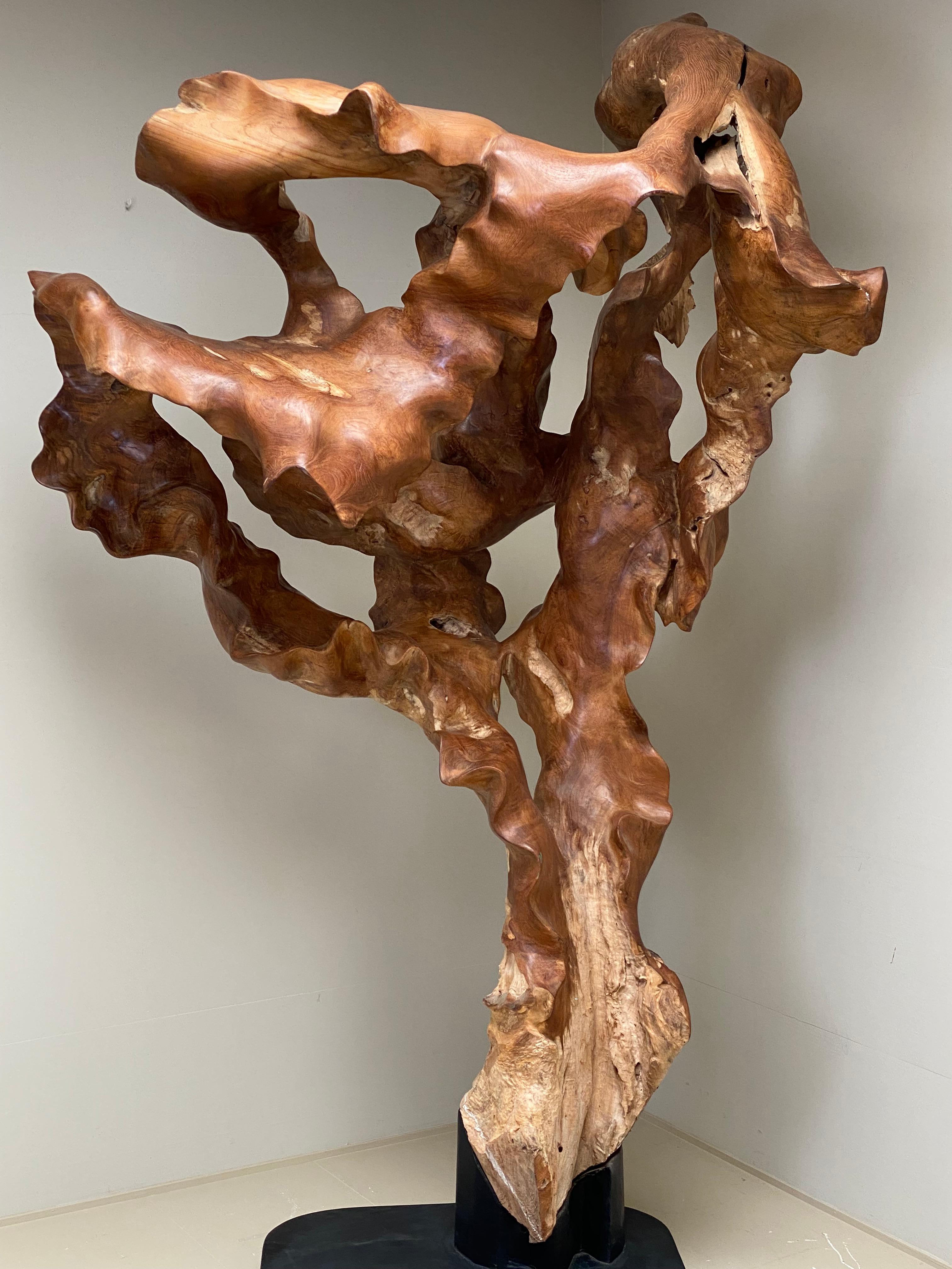 Big Scale Abstract Sculpture, Tree Root in Teak Wood.  10