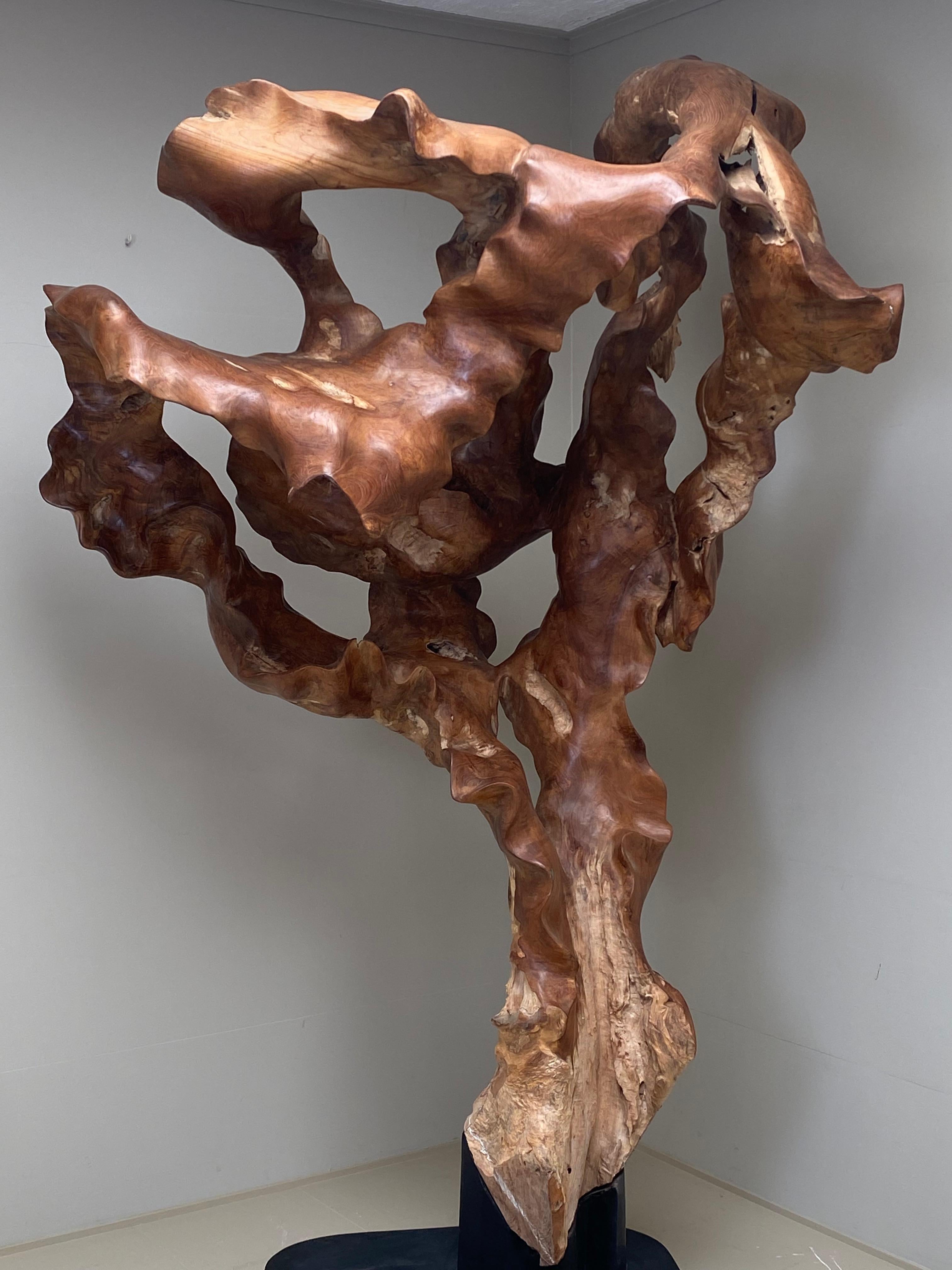 Big Scale Abstract Sculpture, Tree Root in Teak Wood.  11