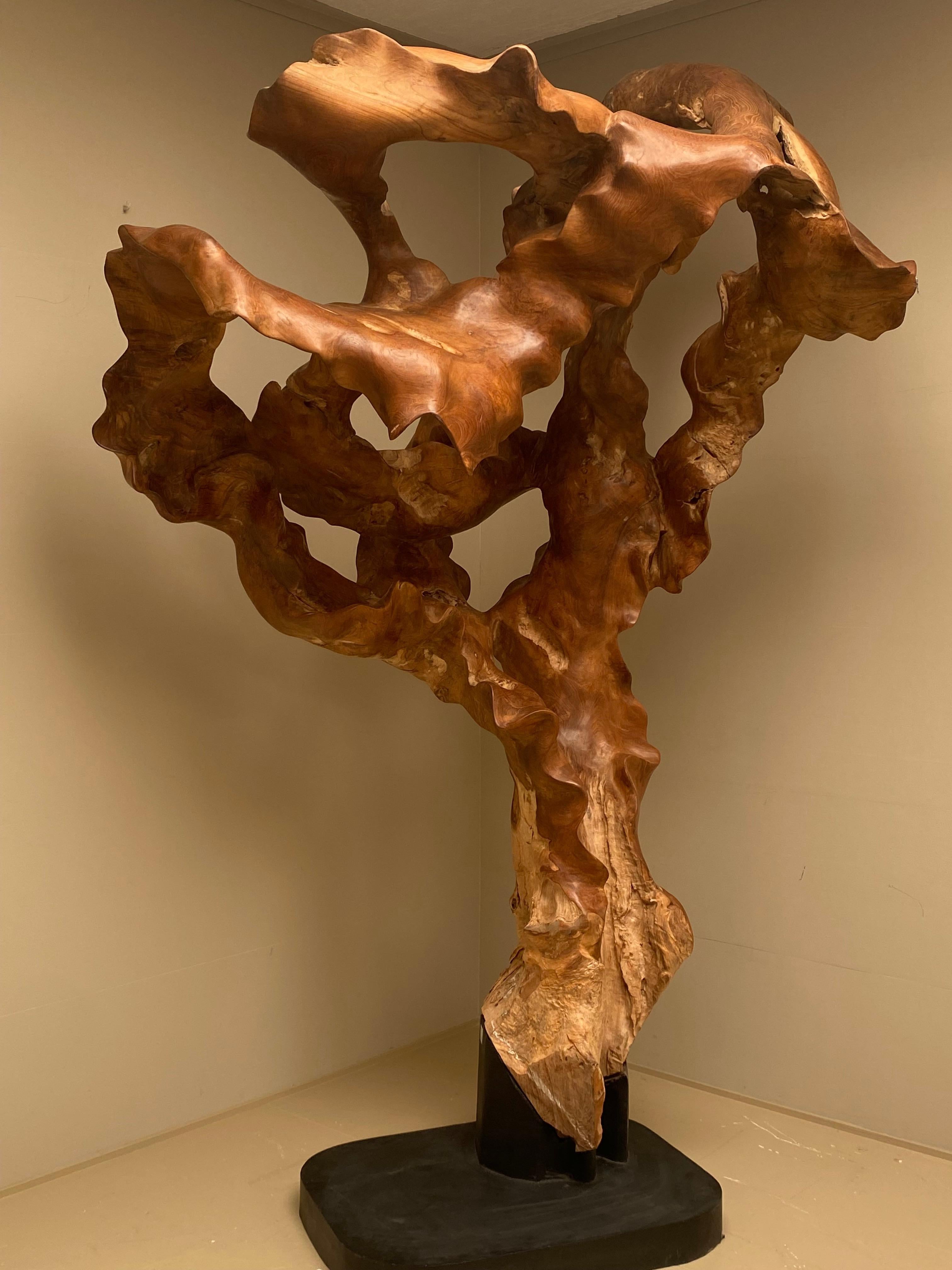 Polished Big Scale Abstract Sculpture, Tree Root in Teak Wood. 