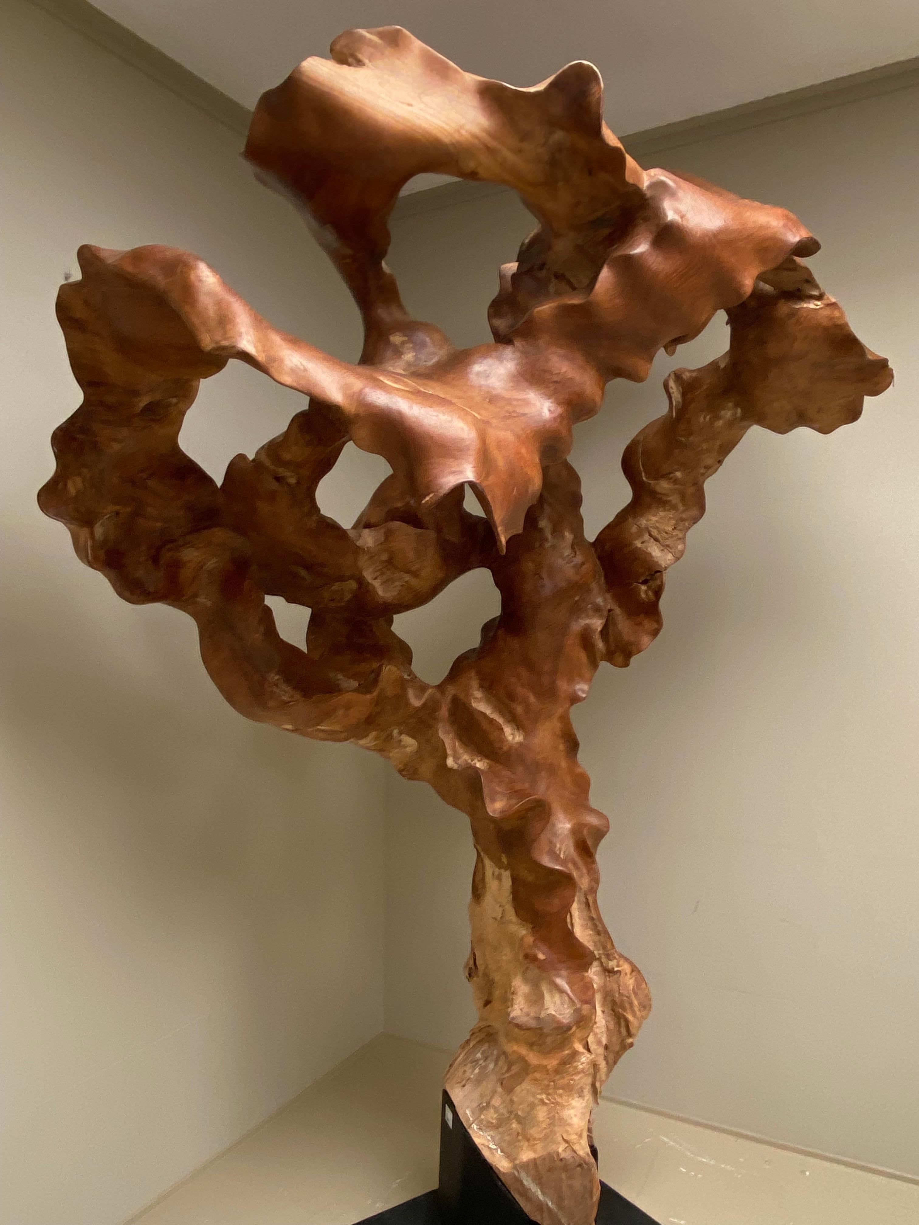 Late 20th Century Big Scale Abstract Sculpture, Tree Root in Teak Wood. 
