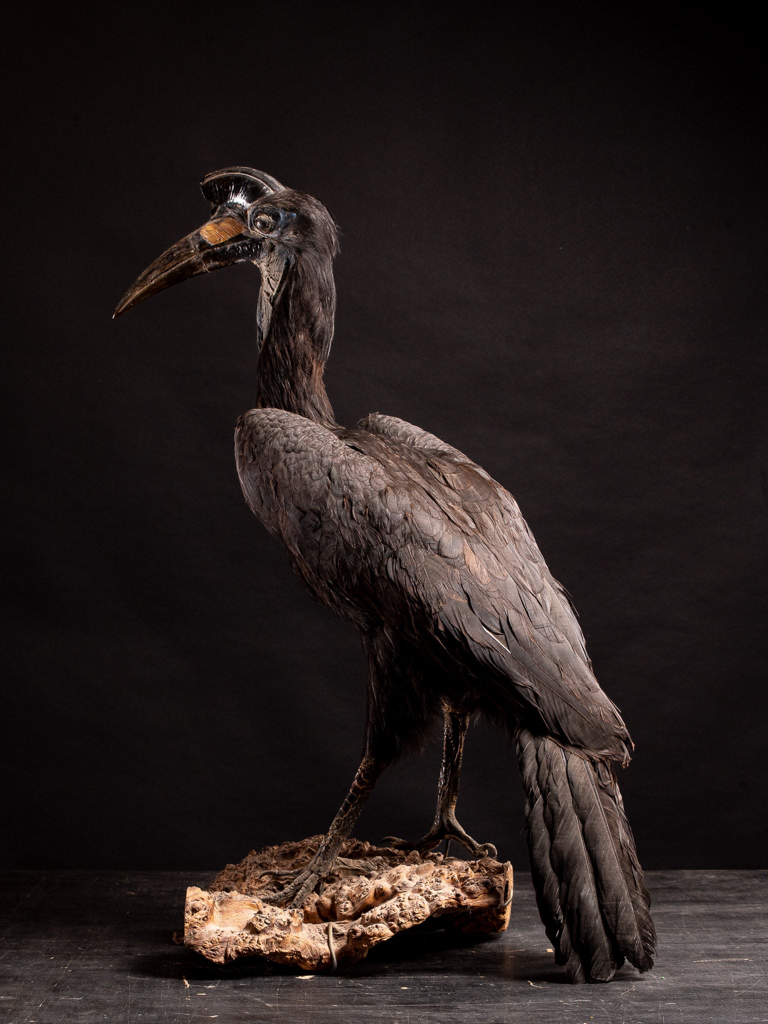Abyssinian Ground Hornbill taxidermy on a Natural base-Bucorvus abyssinicus (Cites NL)

Provenance: Private collection Brussels

The Ground Hornbill is a particularly spectacular representative of its avian family. It is a very large hornbill and