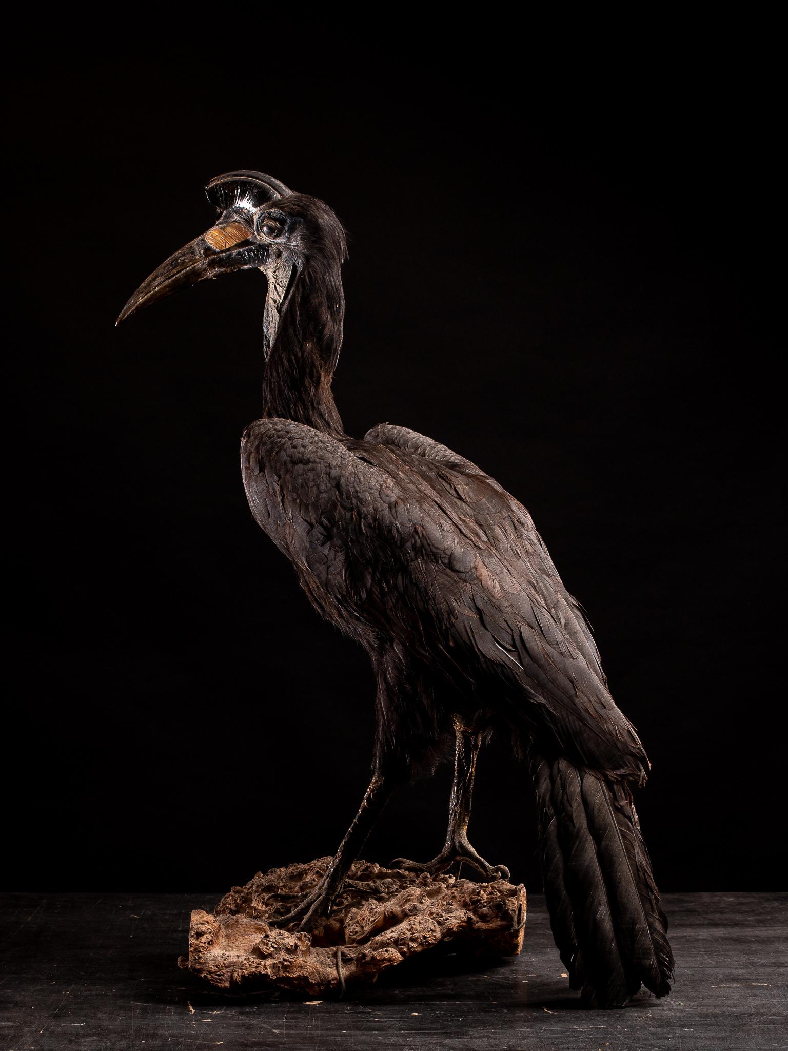 Zambian Abyssinian Ground Hornbill taxidermy on a Natural base-Bucorvus abyssinicus For Sale
