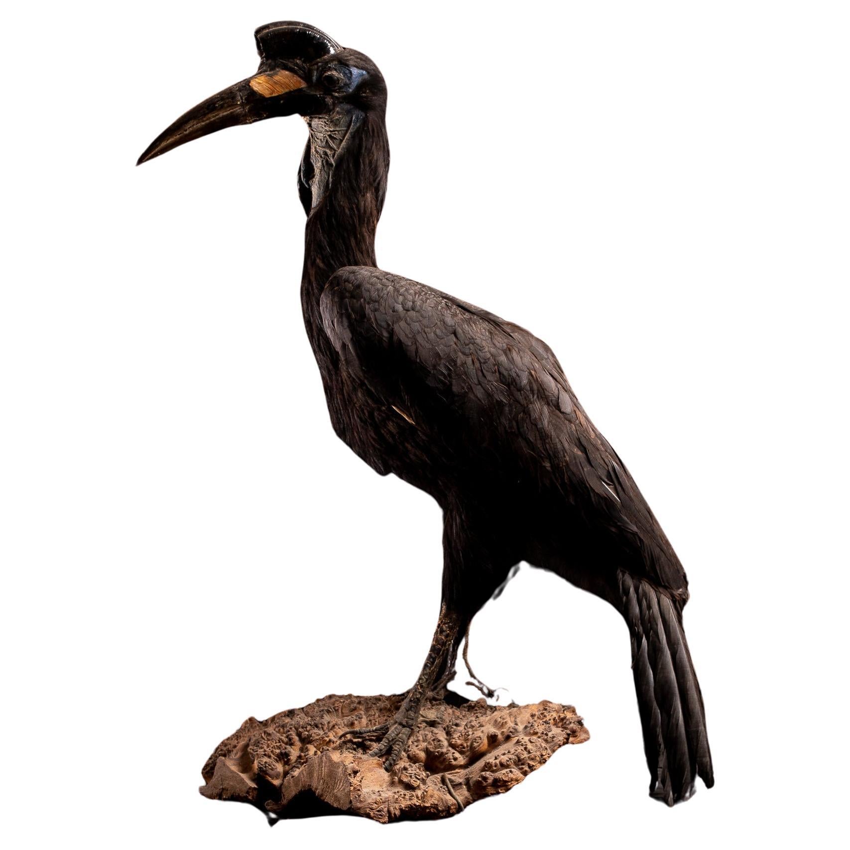 Abyssinian Ground Hornbill taxidermy on a Natural base-Bucorvus abyssinicus For Sale