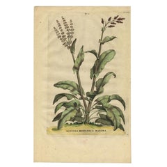 Acetosa Hispanica Maxima, Munting, 1696