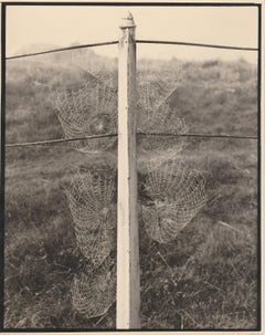 Cobweb on an autumn morning