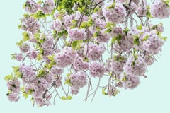 Blossom I, Photograph, Archival Ink Jet