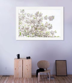 Blossom II, Photograph, Archival Ink Jet