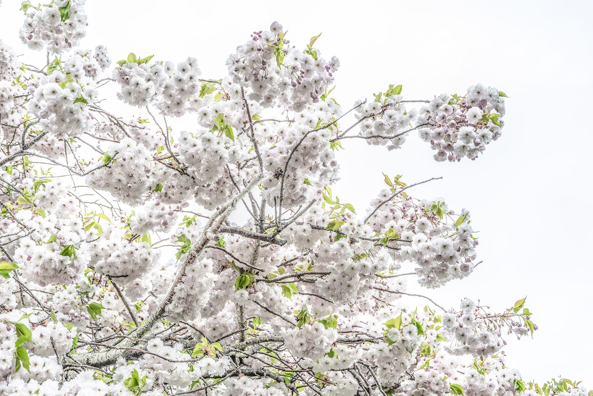 Blossom II, Photograph, Archival Ink Jet