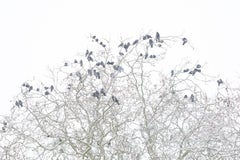 Chestnut with Rooks, Photograph, Archival Ink Jet