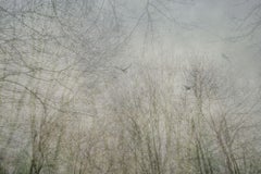 Edge of the Forest II, photographie, jet d'encre d'archives