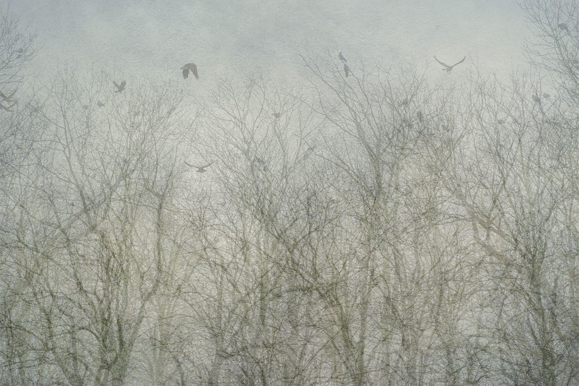 Color Photograph de Adam Regan - Borde del bosque, Fotografía, Inyección de tinta de archivo