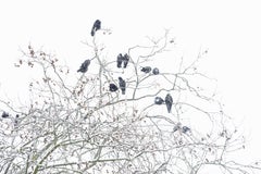 Rooks in Snow, Photograph, Archival Ink Jet