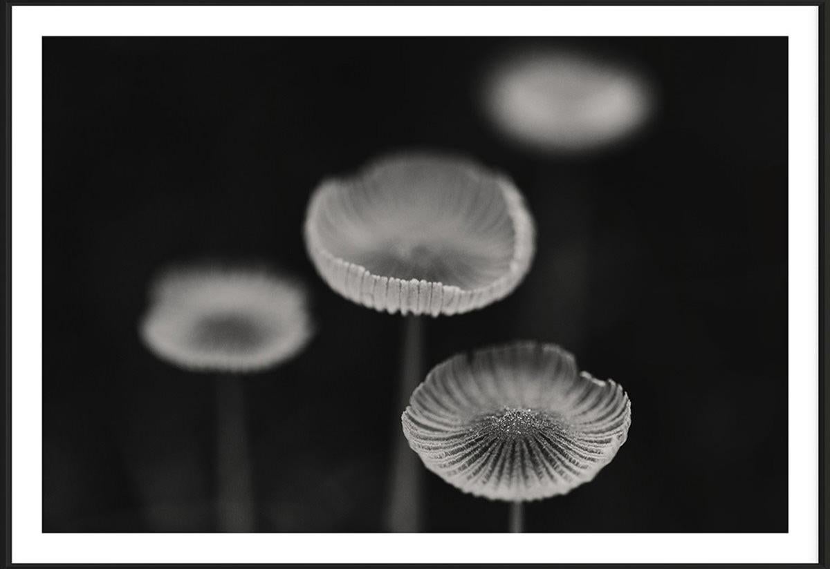 Photographie d'Addisonjones, photographie de boutons de fauve en noir et blanc