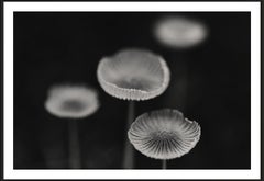 Photographie d'Addisonjones, photographie de boutons de fauve en noir et blanc