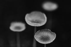 Addisonjones photography, Fawn Buttons black and white photography