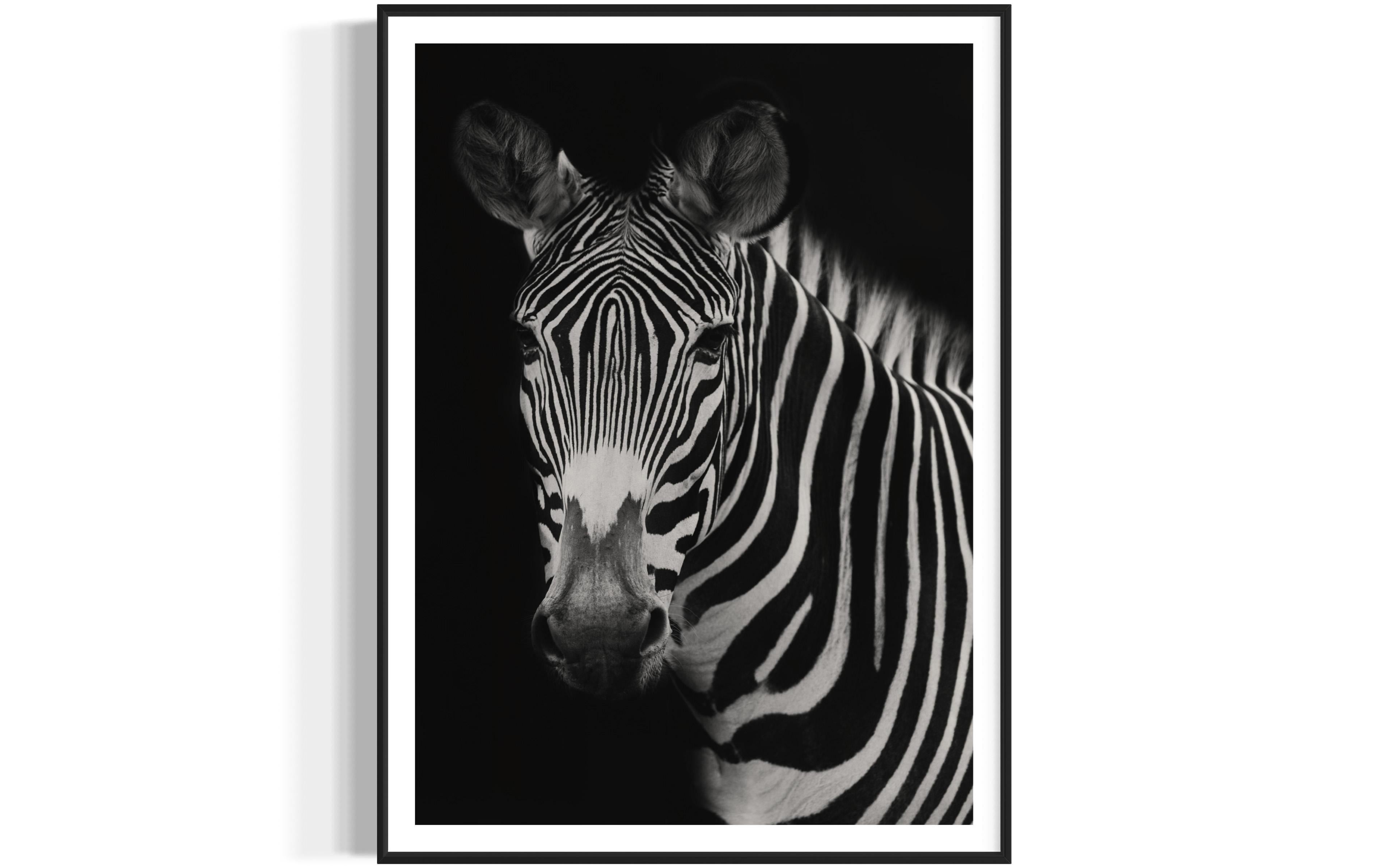 Animals, Wild Animals, Zebra, Zebra Photography, Zebra Prints-Harold