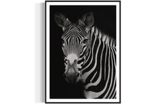 Animals, Wild Animals, Zebra, Zebra Photography, Zebra Prints-Harold