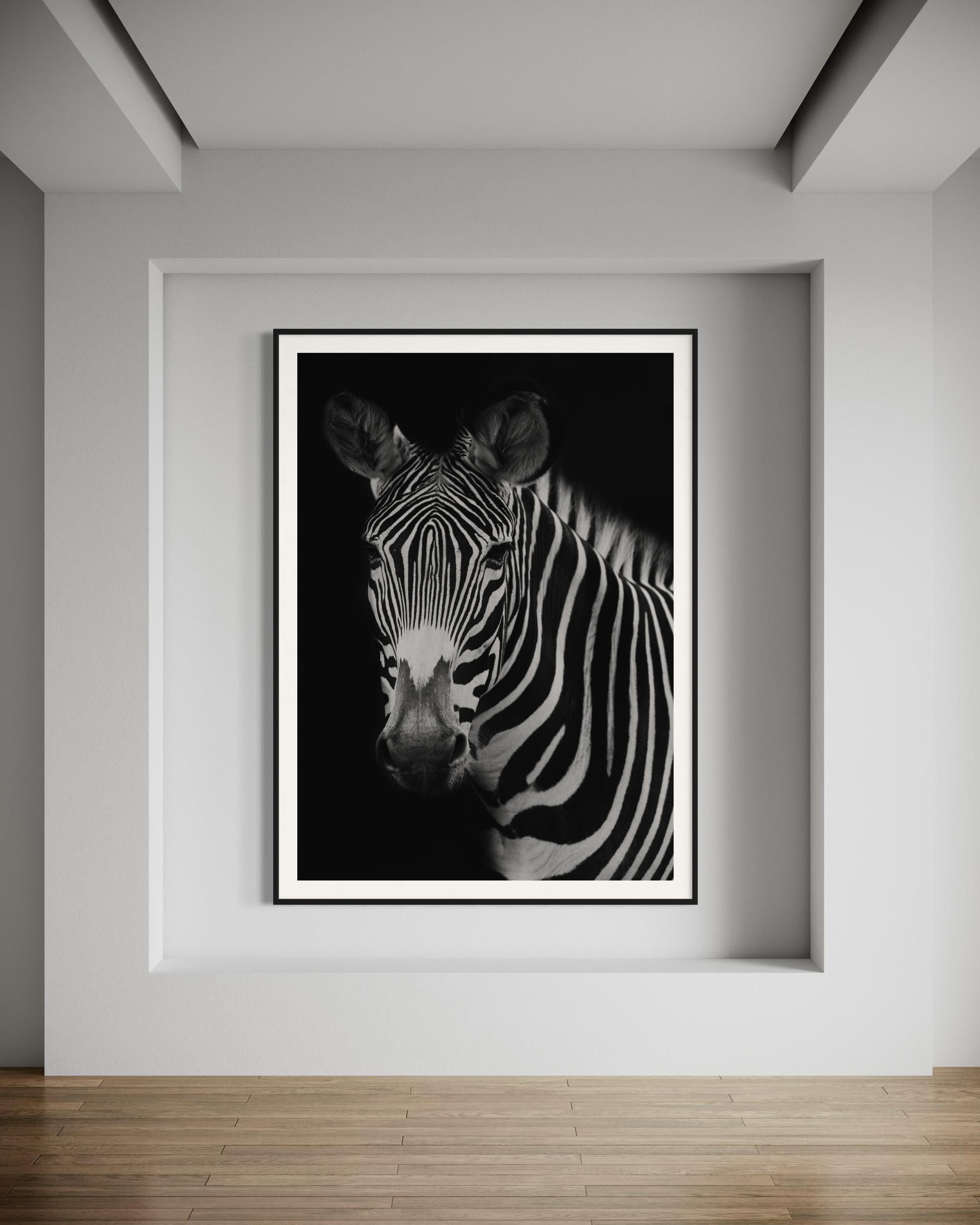 Tiere, Wildtiere, Zebra, Zebrafotografie, Zebradrucke-Harold

ÜBER DIESES STÜCK: 
Dieses Zebra-Foto wurde in einem Zebra-Schutzgebiet aufgenommen. Jede Zebraart hat ein anderes allgemeines Streifenmuster. Dieses Exemplar mit dem Namen 