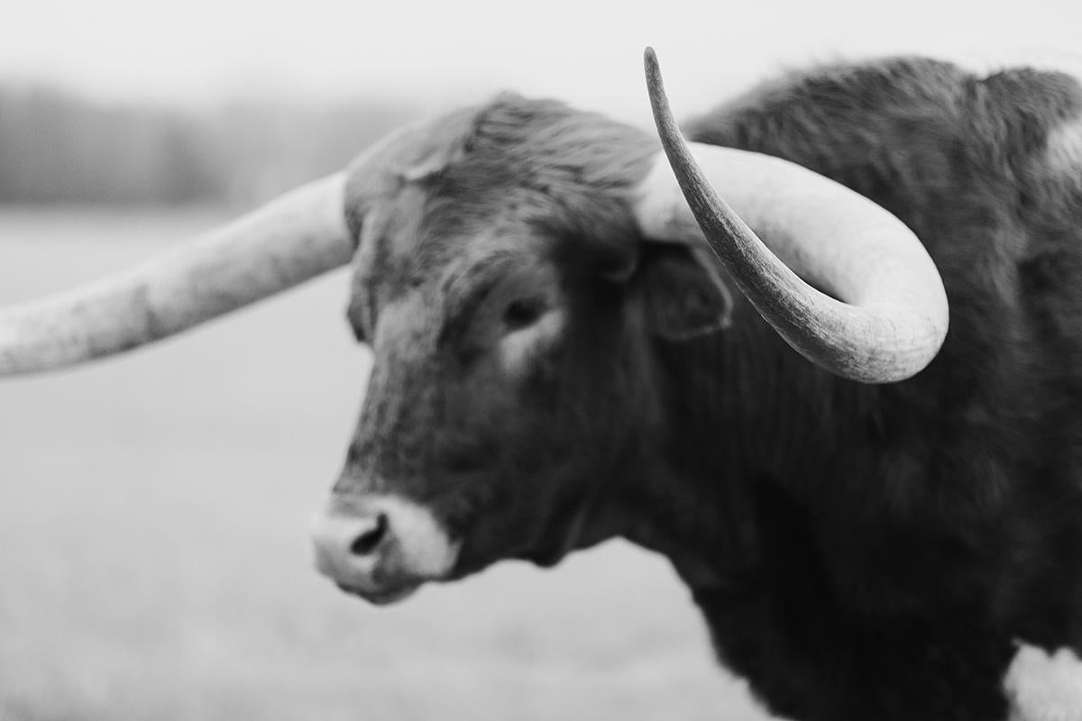 Black and White Photography, Animal Prints, Animal Photography-Woolly Wlifred