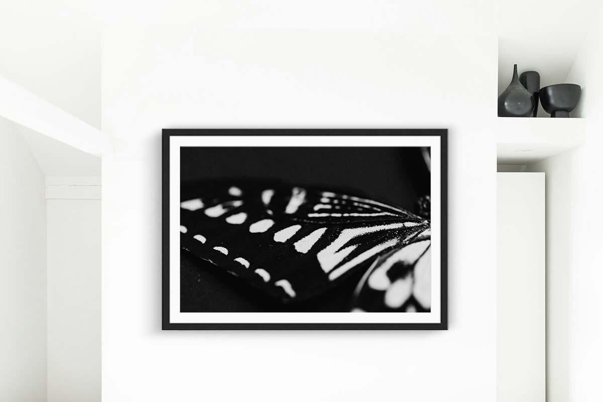 Butterfly Photography, Black and White Prints, Wall Art Prints-Winged Glory

ABOUT THIS PIECE: 
This wall art print titled 