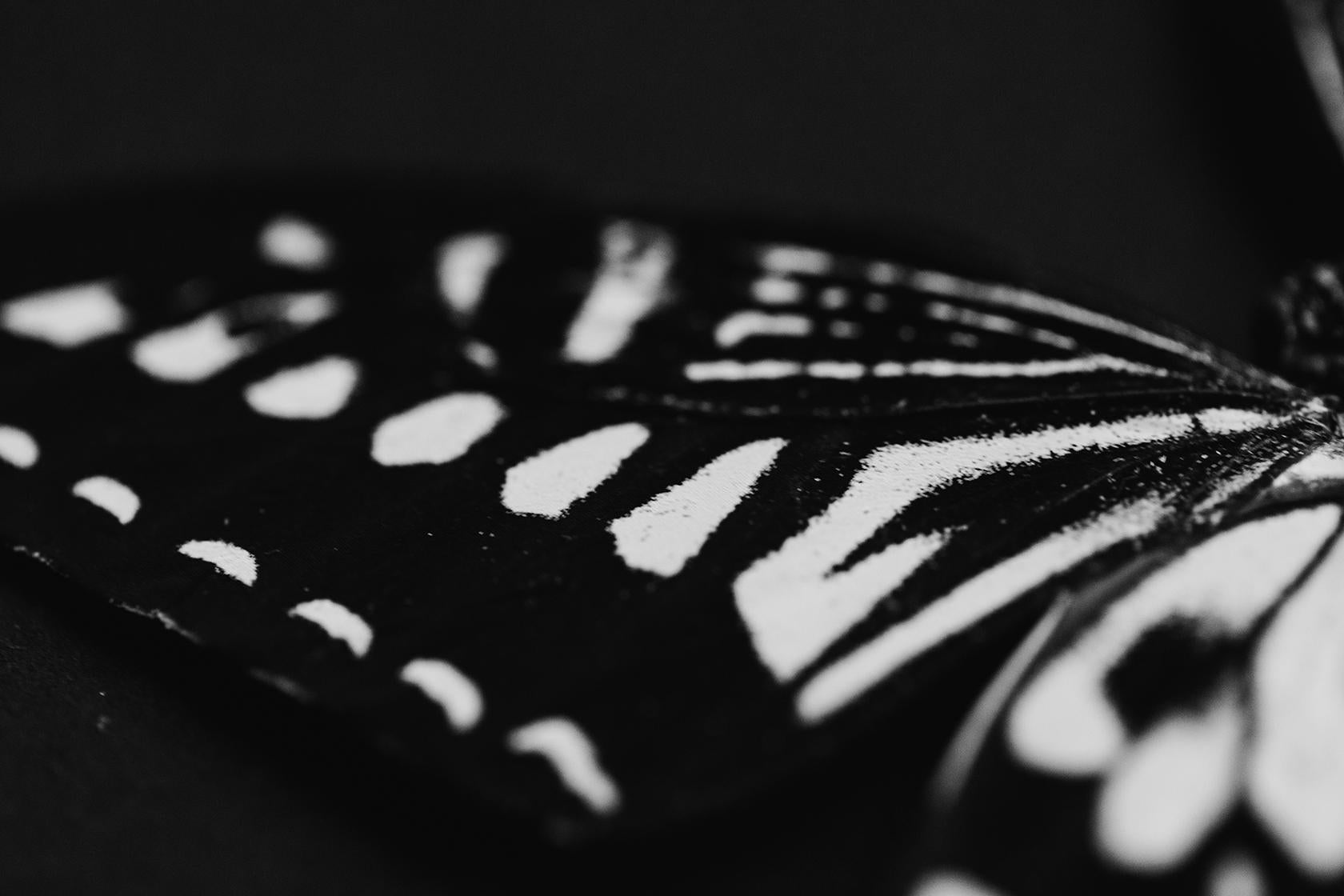 Butterfly Photography, Black and White Prints, Wall Art Prints-Winged Glory